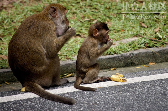 GG德州扑克创新策略_无限德州扑克锦标赛打牌速度慢原因_无限德州扑克锦标赛慢节奏牌手